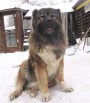 Кобель кавказской овчарки для вязки в Воронеже (Фото)
