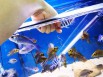 Продам рыбок разных красивых для дома для души!, Москва (Фото)