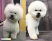 ���������� ������� ����� � ����� � ������ groom (����)